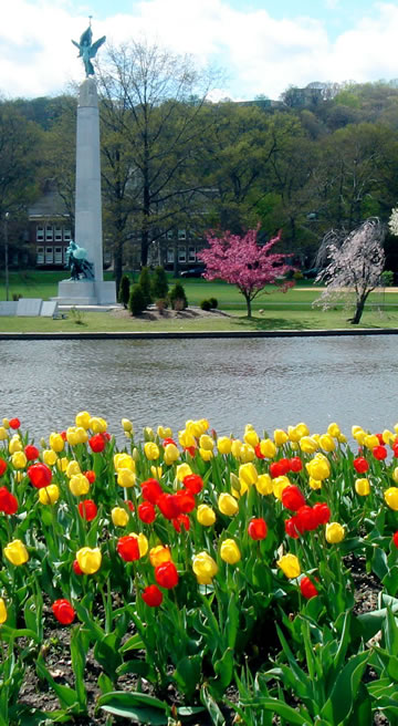 Tulips at Edgemont Memorial Park